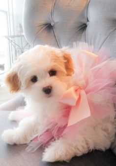 Adorable Puppy in Pink Tutu Adorable Puppy in Pink Tutu