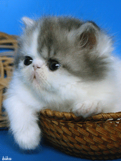 Wiggly Little Kitty Nose