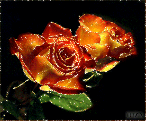 Glowing Roses Glowing Roses