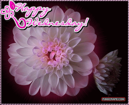 Happy Wednesday