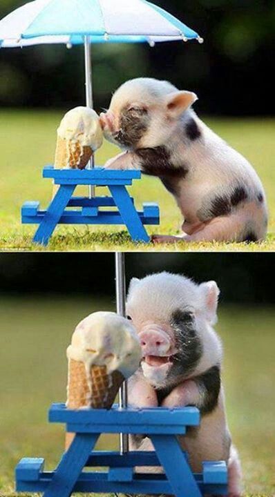 Piggy having ice cream