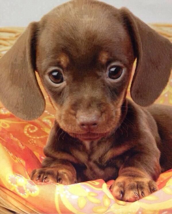 Adorable Puppy