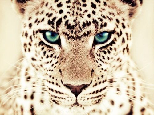 look into these eyes look into these eyes