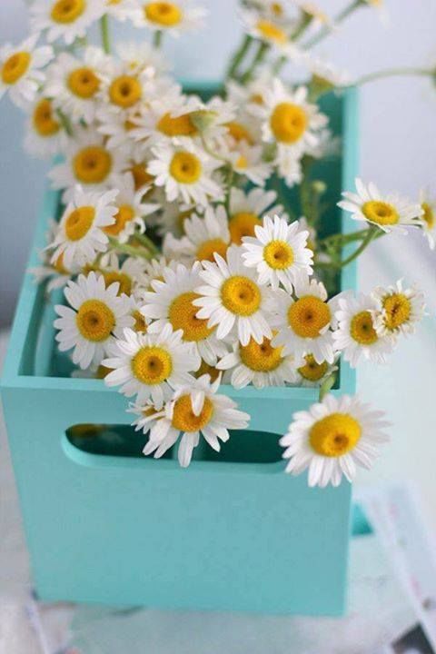 Daisies