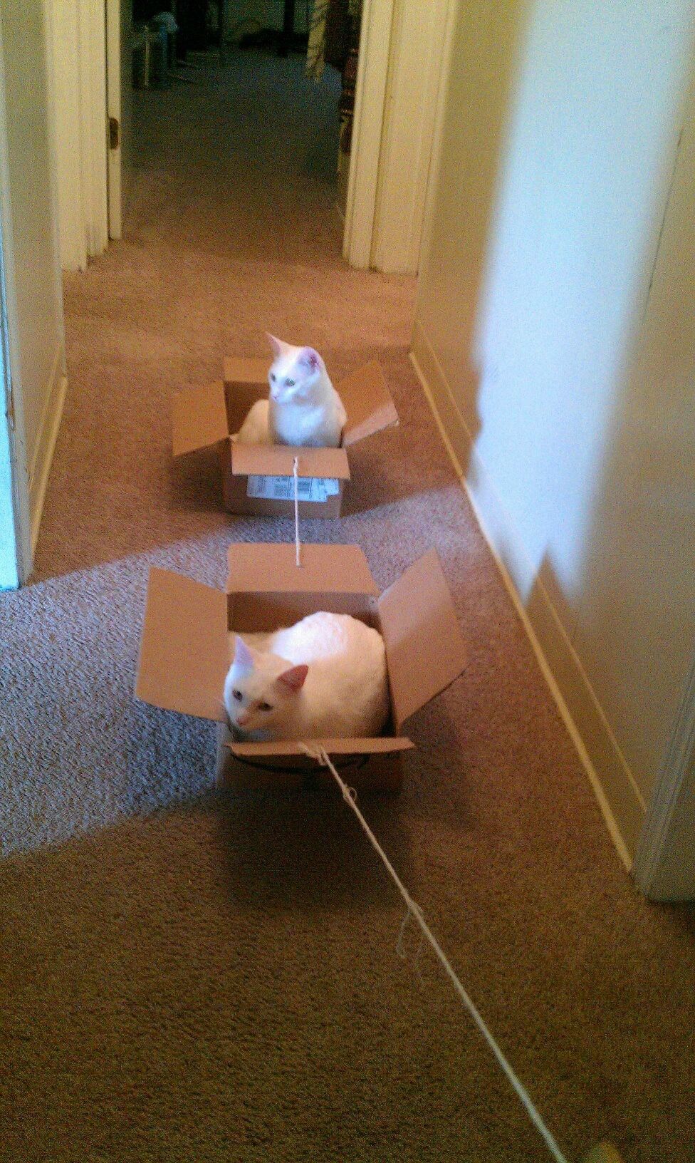 Cats play Box boats Cats play Box boats