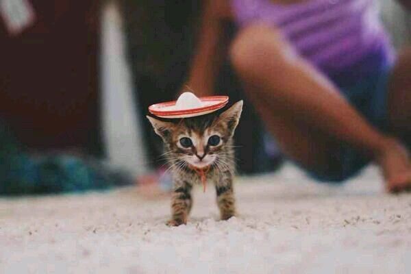 Festive Kitten Festive Kitten