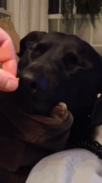 wake yourdog