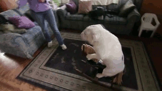 onward my steed
