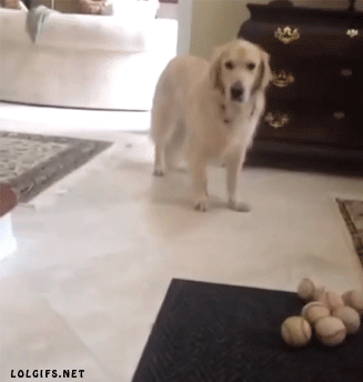 dog & ball