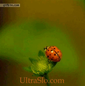 ladybug in flight ladybug in flight
