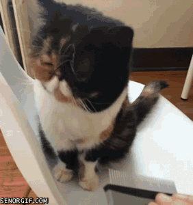 pleasurecat
