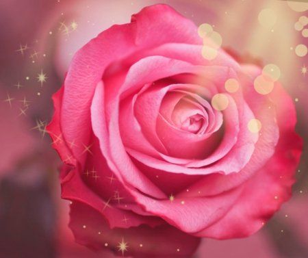 rose