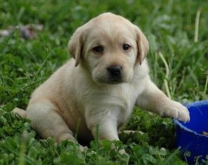 Cute pup Cute pup