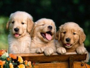 cuties cuties