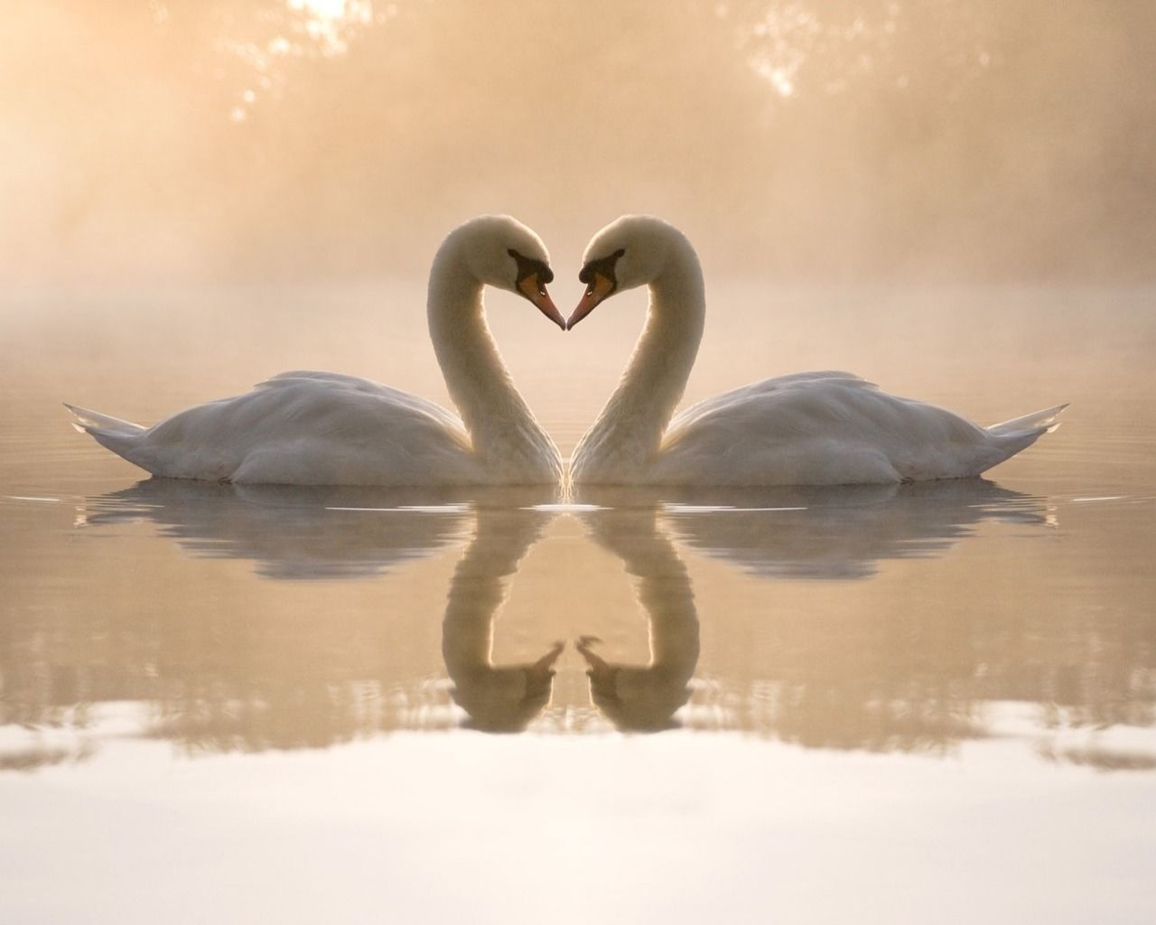 Swans