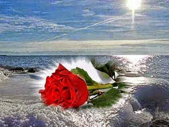 Red rose