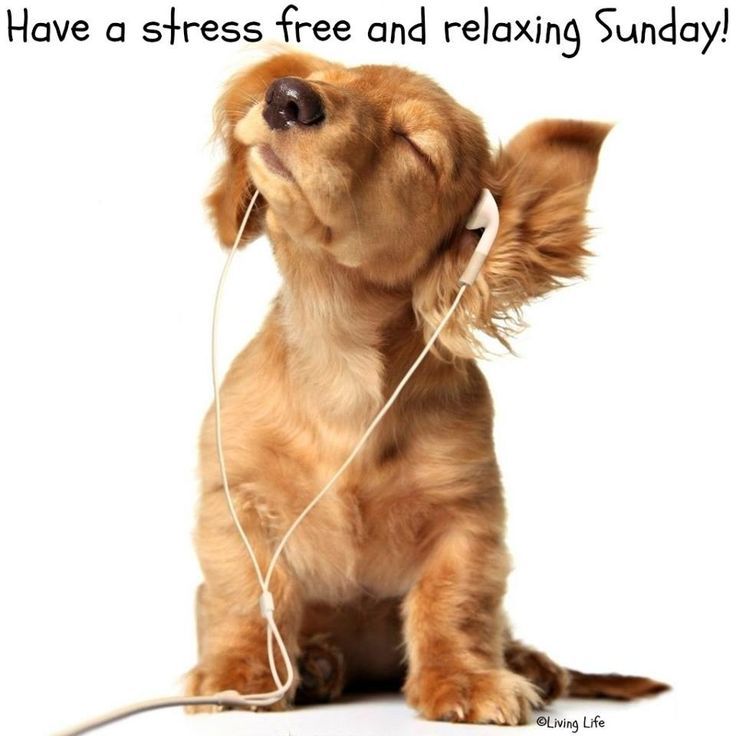Stress free sunday