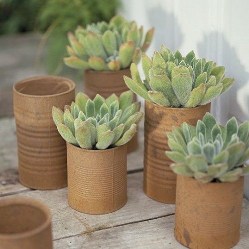 Old Rusted Tin Cans as Pots for Succulents 