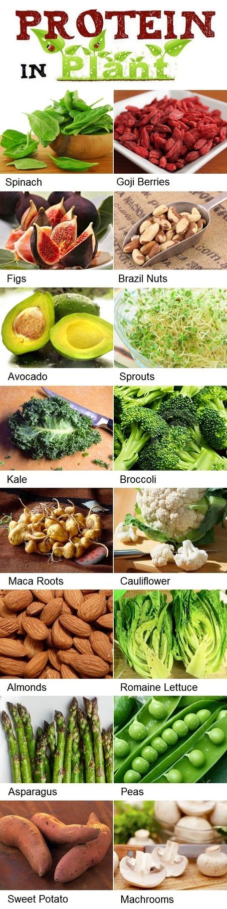 Protein in plants Protein in plants
