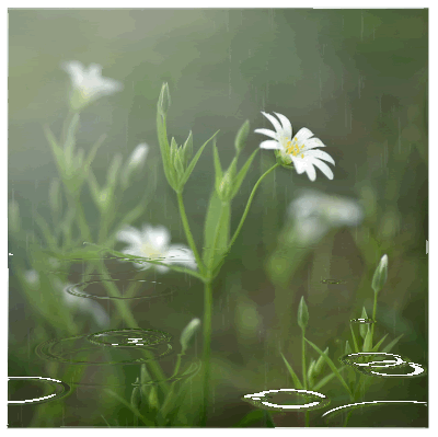 Raindrops & Daisies Raindrops & Daisies