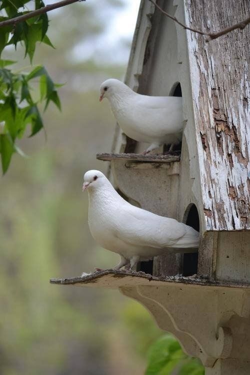 White Doves Sitting Checking Out the Day