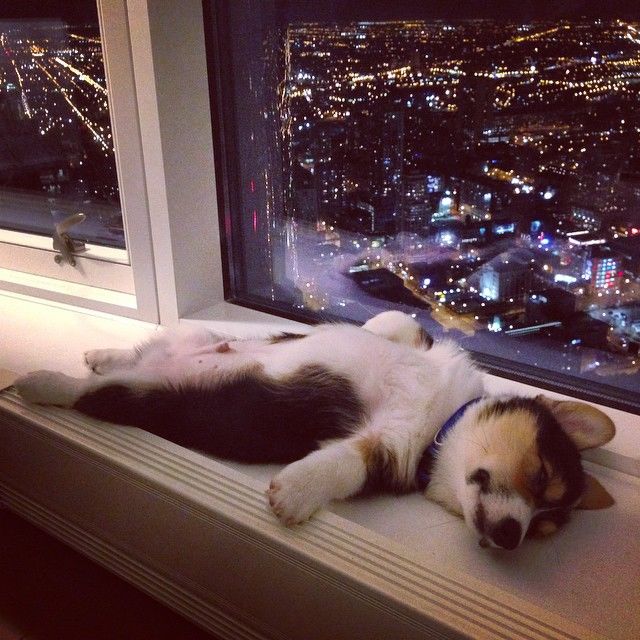 Napping Dog Napping Dog