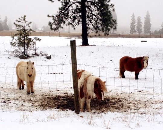 Baby Horses