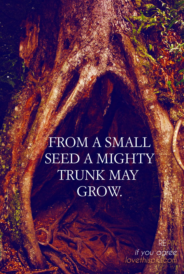 Small seed Small seed