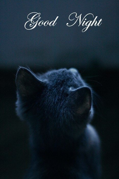 Good Night Good Night