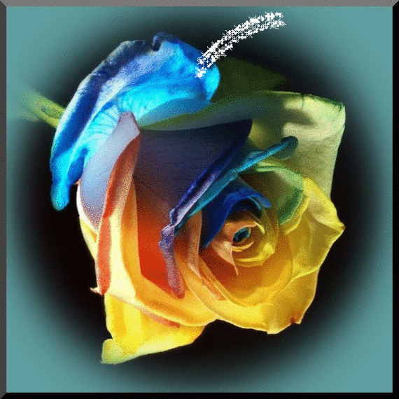 Colorful Rose Colorful Rose