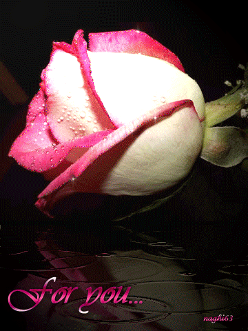 Pink Rose For You Pink Rose For You