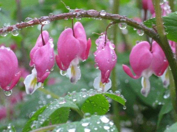 Bleeding Heart After Spring Rain / Bleeding Heart After Spring Rain /