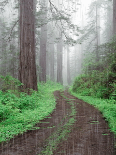 Rain Forest