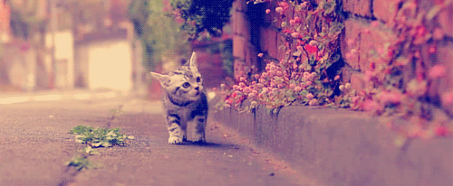 Kitty stopping to smell flowers