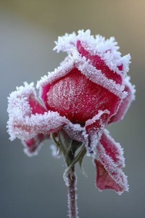 Frozen Rose Frozen Rose
