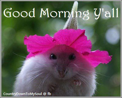 Good Morning Yall