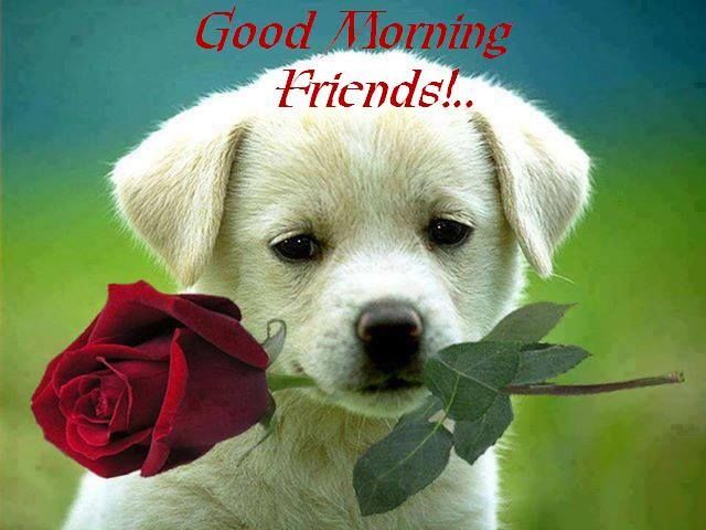 Good Morning Friends Good Morning Friends