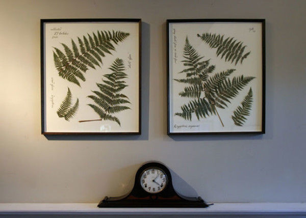 ressed Ferns ressed Ferns