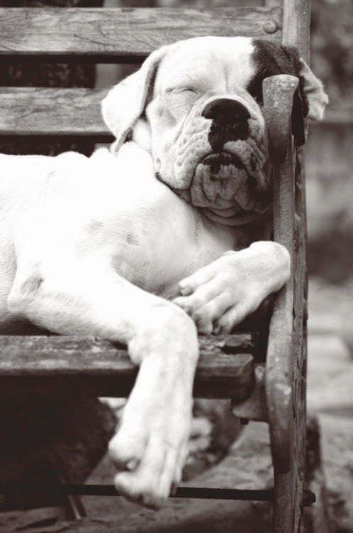 Sleeping Dog Sleeping Dog
