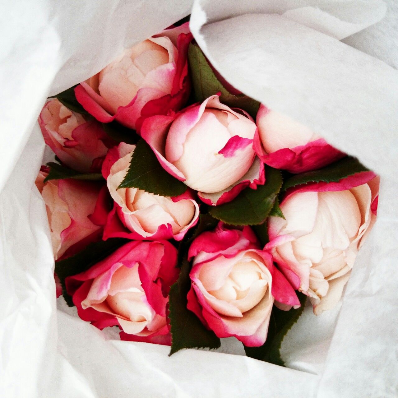 Roses Roses