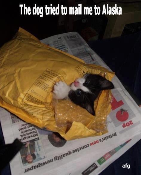 The dog tried to mail me The dog tried to mail me