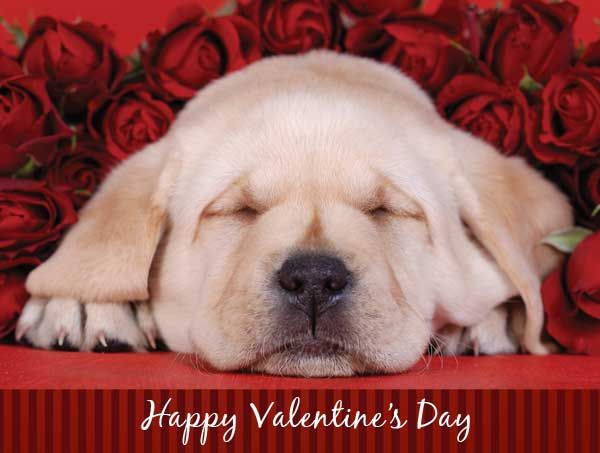 Happy Valentine's Day