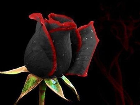 Black & Red Rose