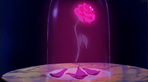 Pink Rose Dropping Petals Pink Rose Dropping Petals