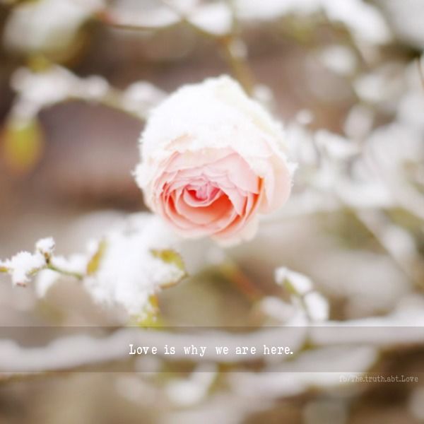 love is why we are here love is why we are here