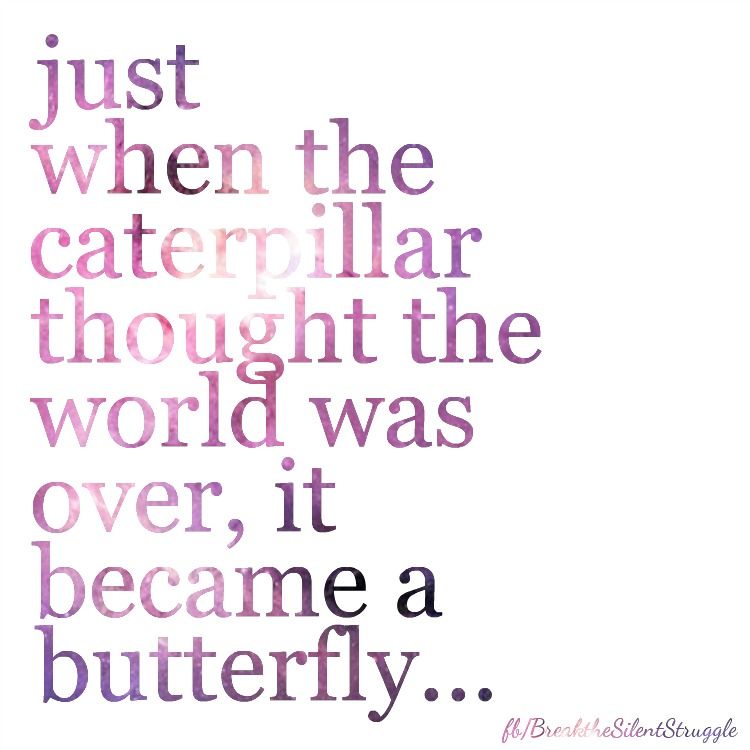 butterfly butterfly