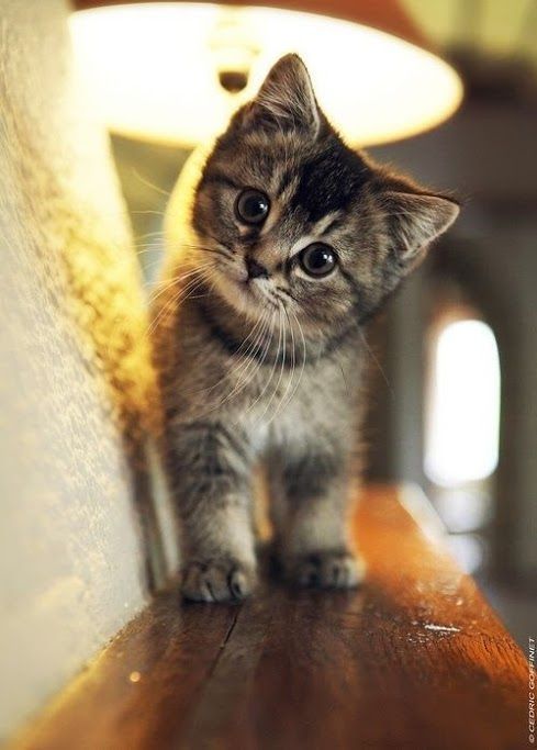 Cute Kitten Cute Kitten