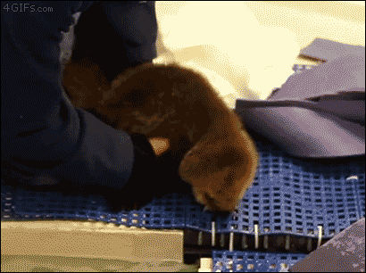Otter learning to swim Otter learning to swim