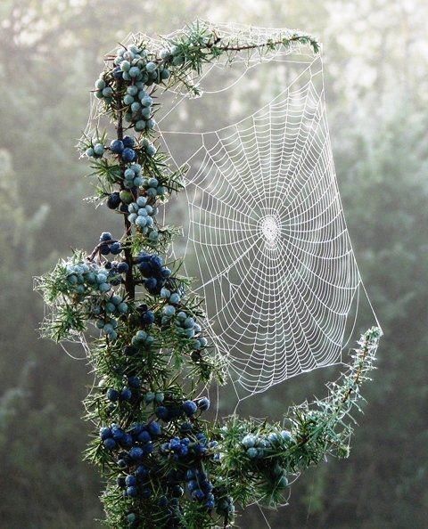 Spiderweb & Blueberries Spiderweb & Blueberries