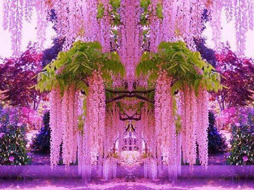 Pink Wisteria Pink Wisteria